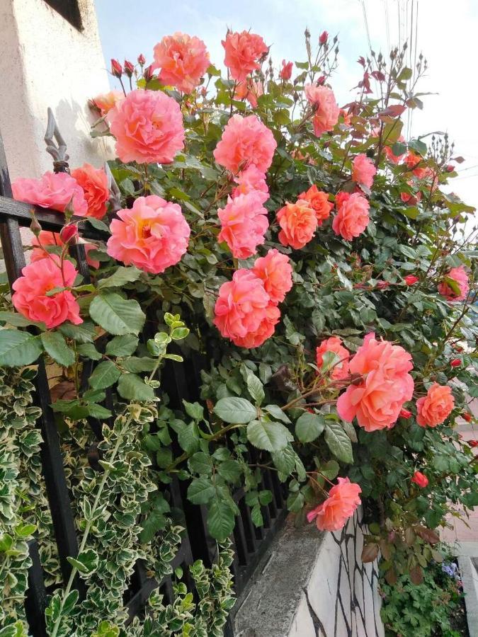 Family Hotel Dalia Velingrad Esterno foto